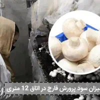 کالای دیجیتال مخابره پیام روی موبایل کارگاه قارچ