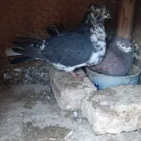 کبوتر سرخ سرور|پرنده|کاشان, شهرک صنعتی فتح المبین|دیوار
