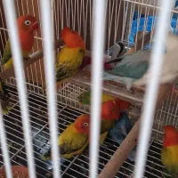 جوجه گرینچیک.کوتوله|پرنده|مشهد, شهید آوینی|دیوار