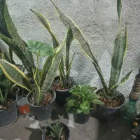 گلها بصورت تکی هم فروخته میشود