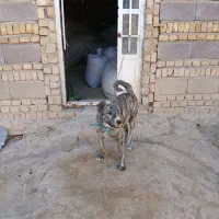 واگذاری دو قلاده توله سگ اصیل و نژاد دار