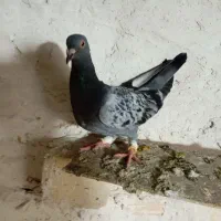 کبوتر پرنده|پرنده|اسفرورین, |دیوار