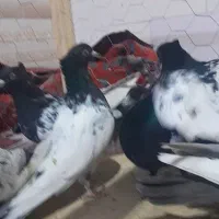 کله و سینه ارزون|پرنده|مه ولات, |دیوار