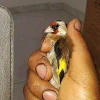 سره‌سهره‌رام‌.قناری