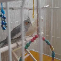 عروس هلندی و مرغ عشق