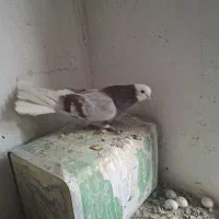 کبوتر شازده همشون قیمتهاشون فرق داره|پرنده|ایلخچی, |دیوار