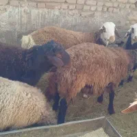 بره نر چاق