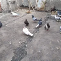 سه تا ساده ماده