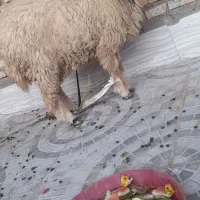 سوسنگرد