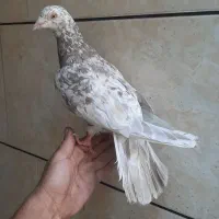 کبوتر کوهی ماده کرم
