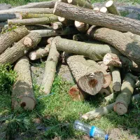 خریدوبرشکاری چوب آلات|خدمات باغبانی و درختکاری|بندر انزلی, کلیور|دیوار