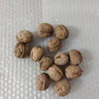حراج گردوی محلی