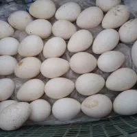 ۱۱۵ عدد تخم بوقلمون نطفه دار