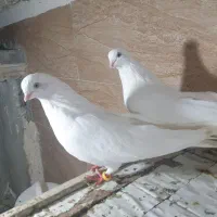 دوجفت کبوتر سفید