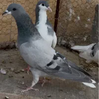 ۴تا کفتر شهری سو سبز هوایی