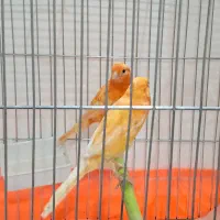 قناری پرتقالی سرخ نروماده(پاکدشت)
