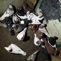 سوسنگرد|پرنده|سوسنگرد, |دیوار