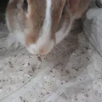 خرگوش ماده|موش و خرگوش|شیراز, ریاستی|دیوار