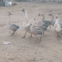 قاز|حیوانات مزرعه|ارومیه, |دیوار