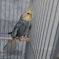 عروس هلندی|پرنده|پلدشت, |دیوار