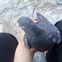 پرواز|پرنده|شیروان (خراسان), |دیوار