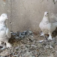 کبوتر گلی بزن|پرنده|زرقان, |دیوار