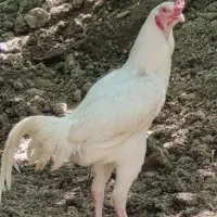 خروس و مرغ  لاری  اصیل