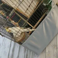 یک جفت عروس هلندی نر و ماده مست و سرحال|پرنده|کرج, چمران|دیوار