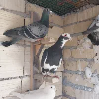 پرنده|پرنده|شیراز, شهرک گلها|دیوار