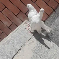 کبوتر تضینی