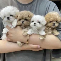 توله فنجونی|سگ|تهران, صادقیه|دیوار