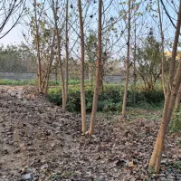 زمین|فروش زمین و ملک کلنگی|گوراب زرمیخ, |دیوار