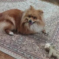 سگ پامر نر|سگ|بندر انزلی, معلم|دیوار