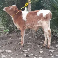 گوساله نر  گاو|حیوانات مزرعه|رشت, نظری|دیوار