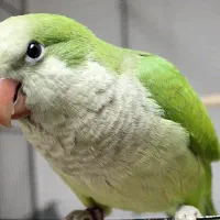 طوطی راهب( رودان )