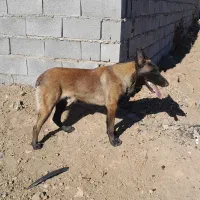 سگ مالینویز|سگ|کرمانشاه, |دیوار