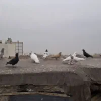 کفتر کبوتر پلنگ سرور آلمانی سار