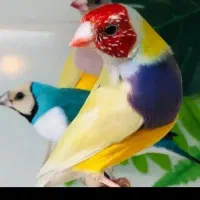 فنچ|پرنده|دزفول, |دیوار