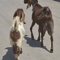 شاه بززایده پاکستانی با بزغاله ماده خیلی شیرا شیرا