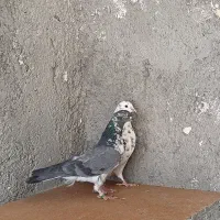 کفتر پرشی قلمکار