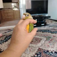 پرنده گیرینچیک آناناسی|پرنده|شیراز, دلجو|دیوار