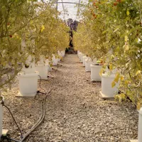 سازه های گلخانه