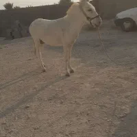 الاغ نر 3ساله