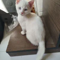 سه تا گربه پرشین مادر دو فرزند پسر دختر|گربه|بومهن, |دیوار