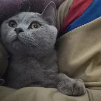 گربه