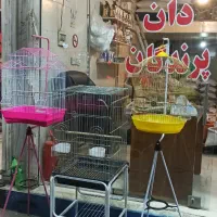پخش قفس پرندگان طوطی کاسکو سهره قناری عروس هلندی