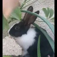 خرگوش