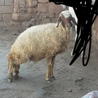 فروش یکی شک جوان سالم سرحال آبستن سنجابی|حیوانات مزرعه|اسلام‌‌آباد غرب, |دیوار