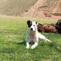 یک عدد سگ|حیوانات|حلب, |دیوار