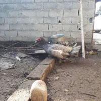 اردک اسرائیلی طوسی نر|حیوانات مزرعه|قائم‌شهر, |دیوار